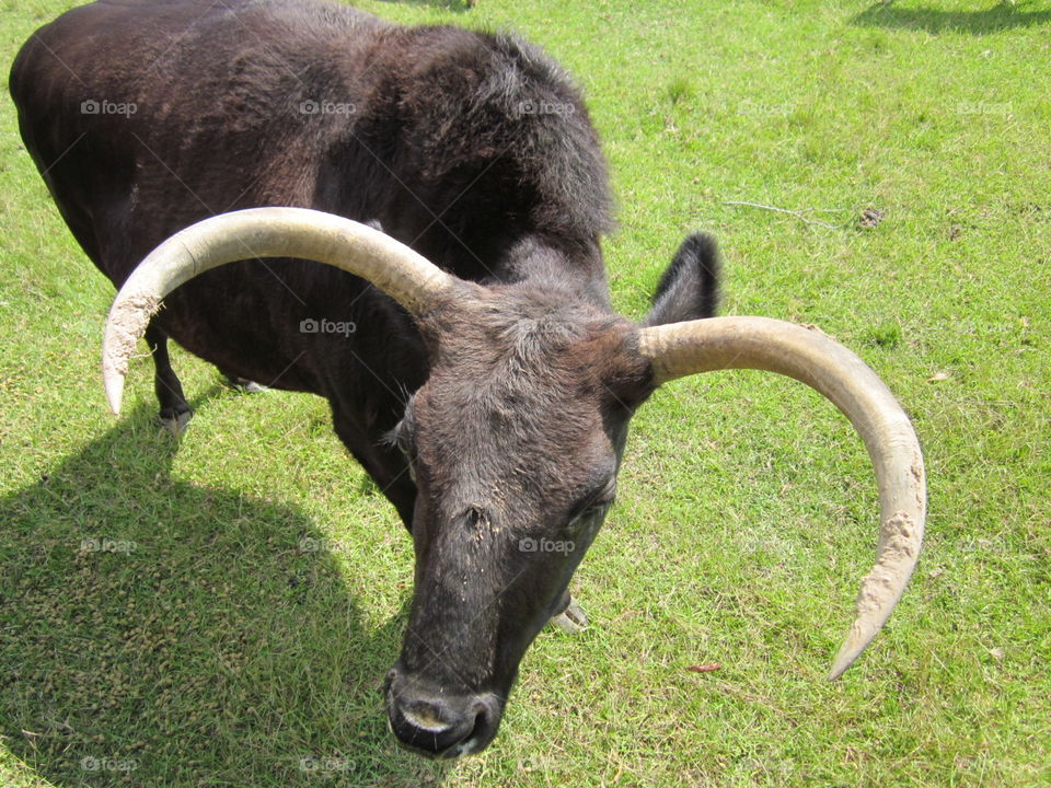 Large horned animal