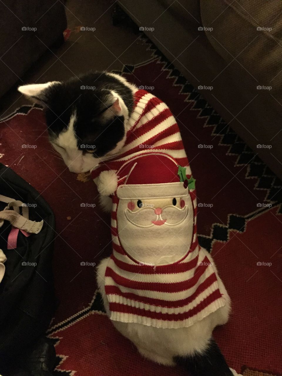Cat in a Santa Sweater 