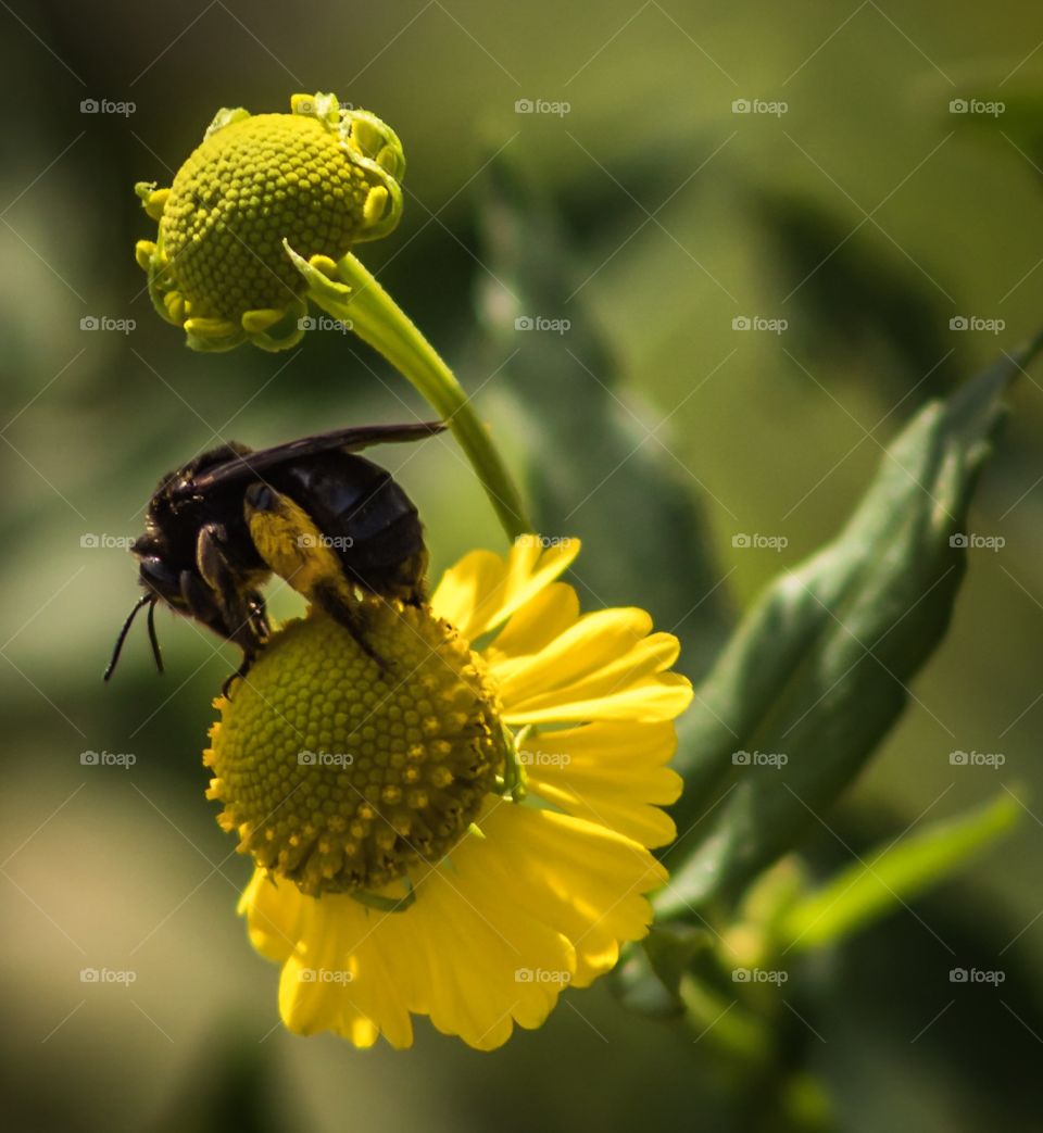 Pollinating bee on yellow flower