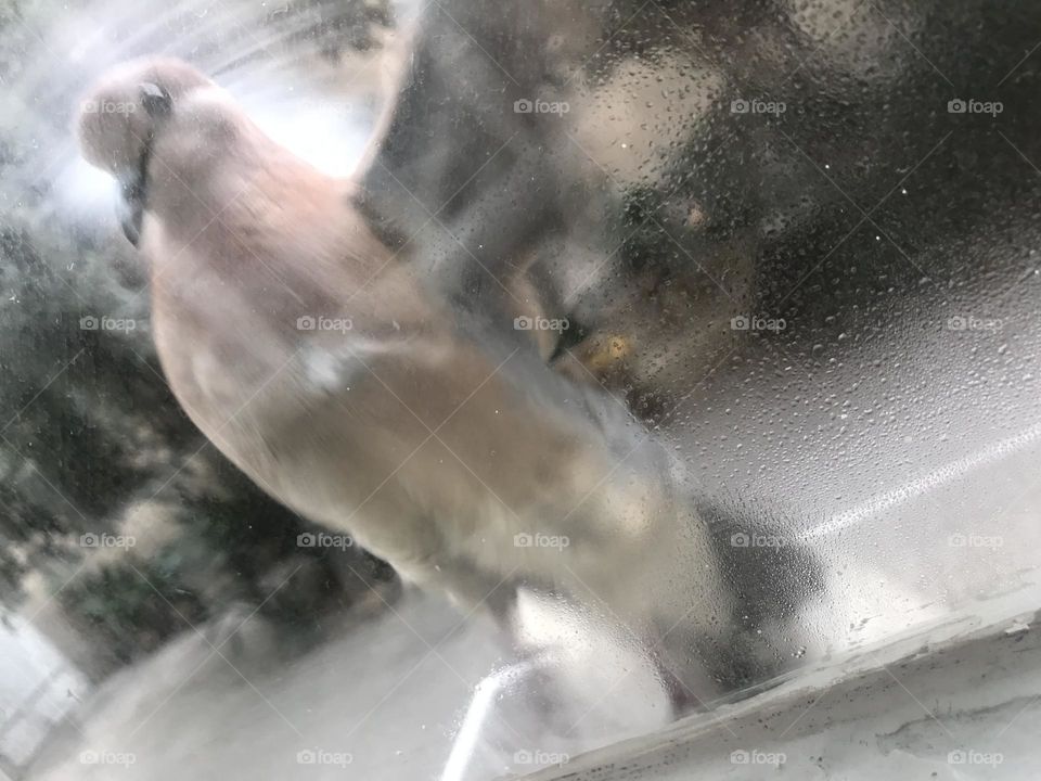 Does this laughing dove have a message for me?