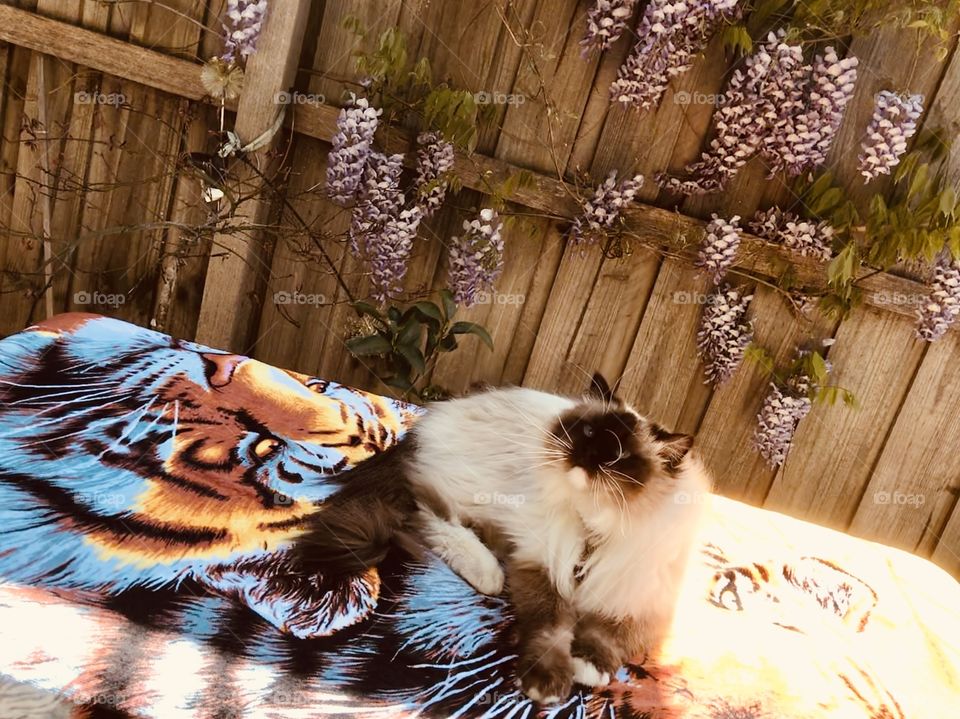 My Ragdoll Cat Misty with Wisteria flower in Spring at Cheltenham Melbourne Australia 