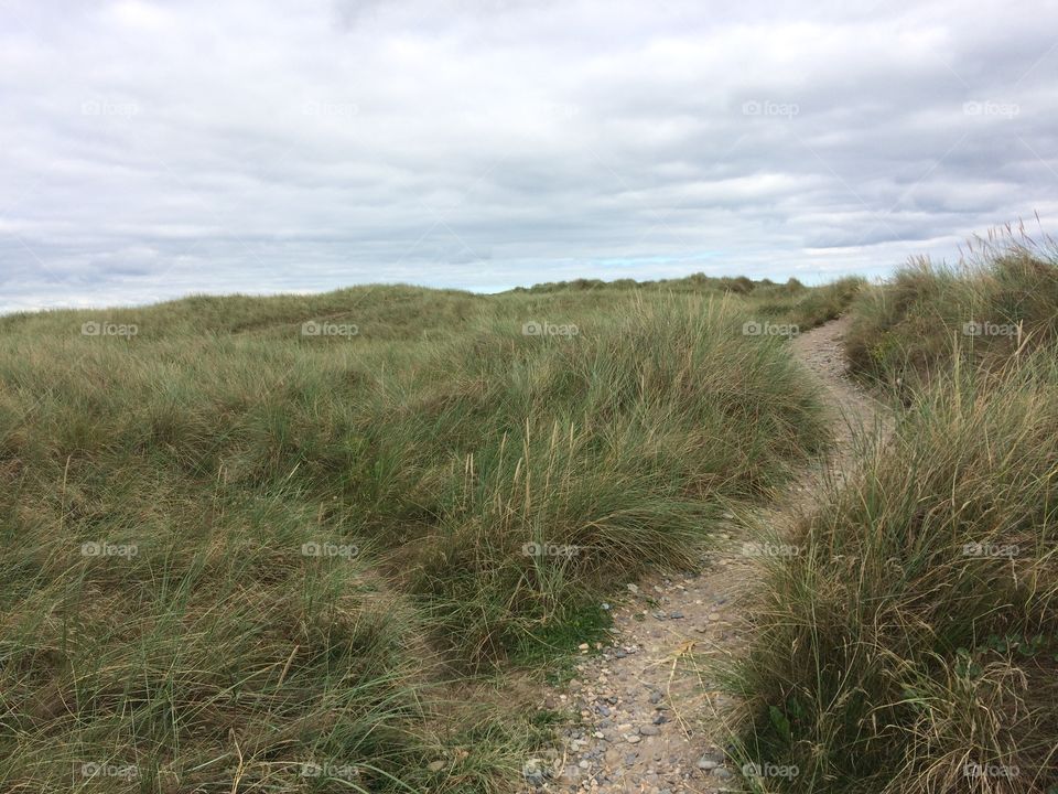 Sandy footpath through grassy dunes