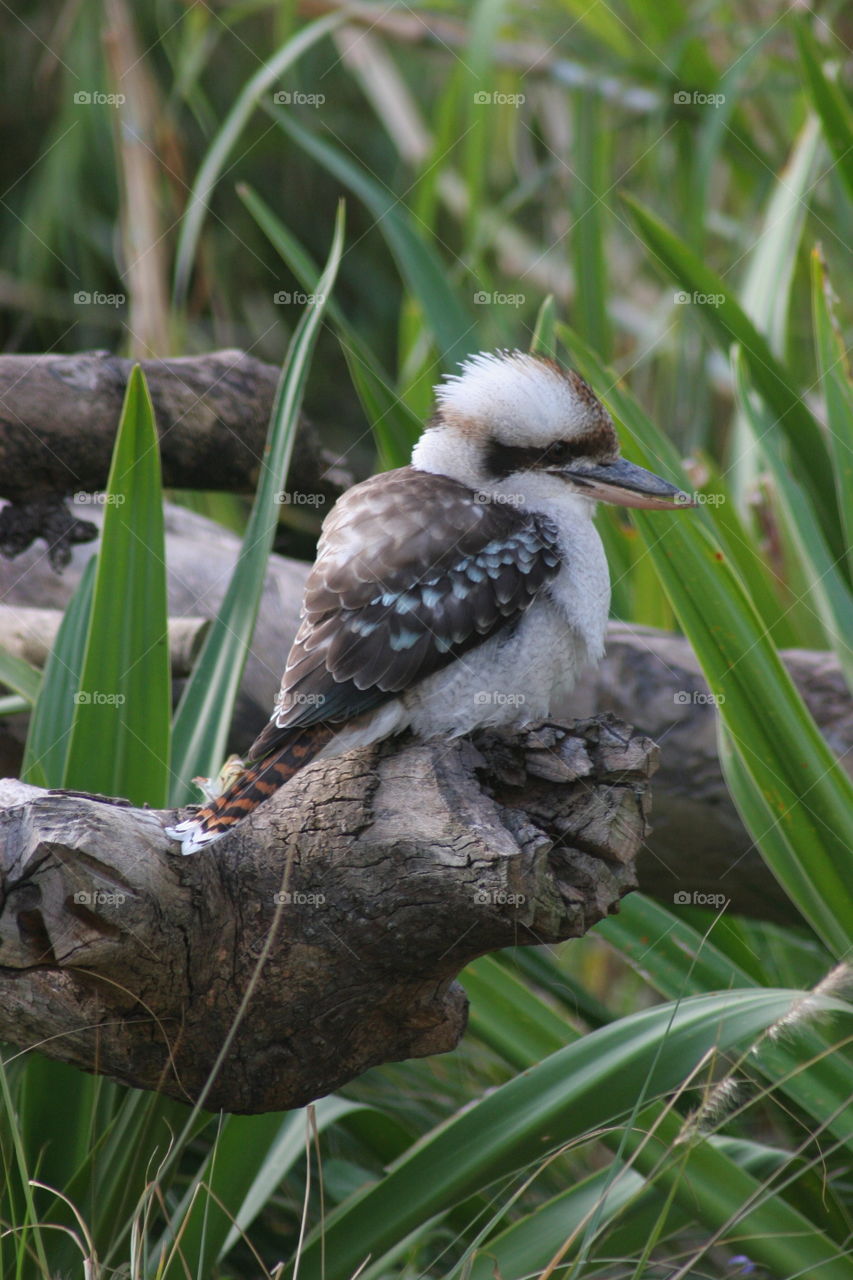 Kookaburra