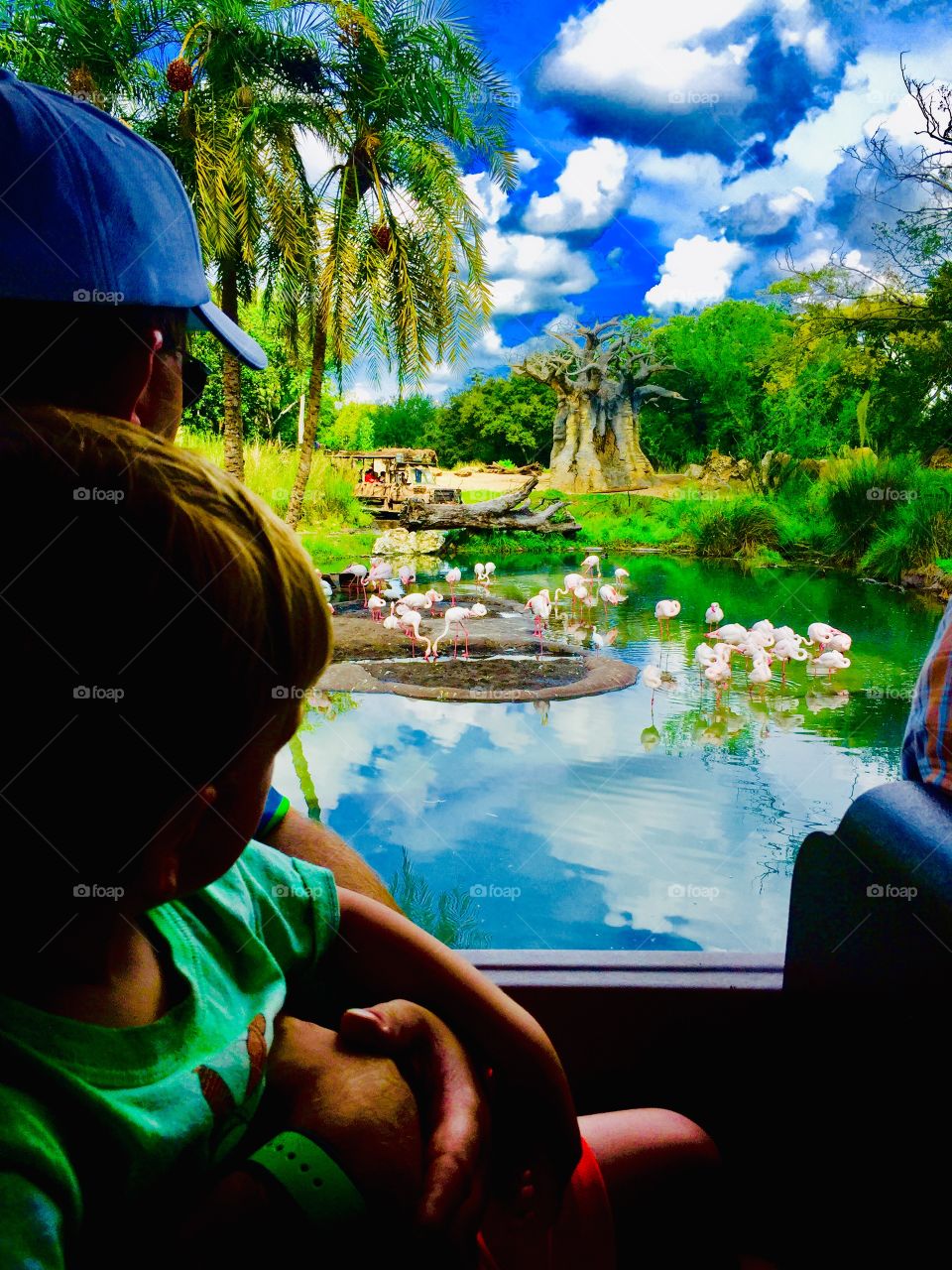 Safari ride at Animal kingdom in Disney world with blue sky reflecting on a secluded flamingo pond in summer in Florida 