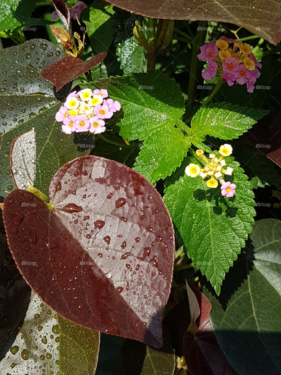 Flowers and Leaves