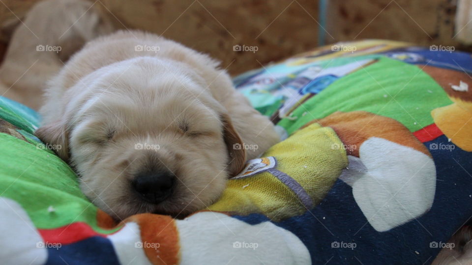 Cute little close up of a puppy fast asleep on a vibrant colorful pillow.