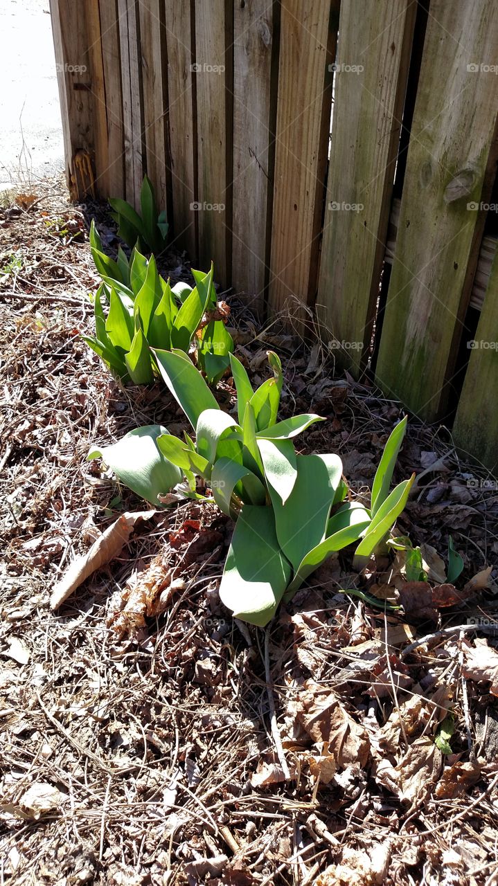 Leaf, Garden, Nature, Flora, Wood