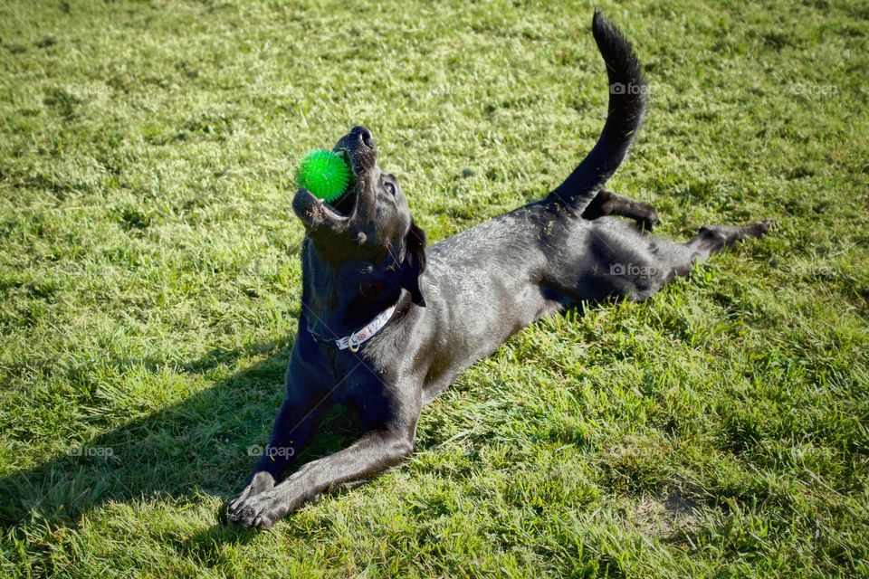 Happy dog with ball