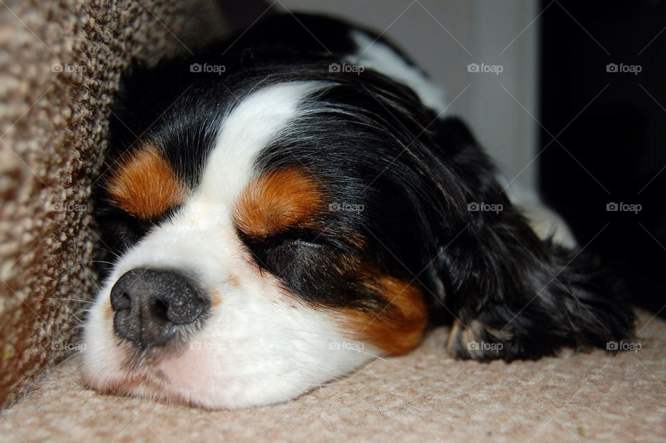 white black dog carpet by JanineorJ