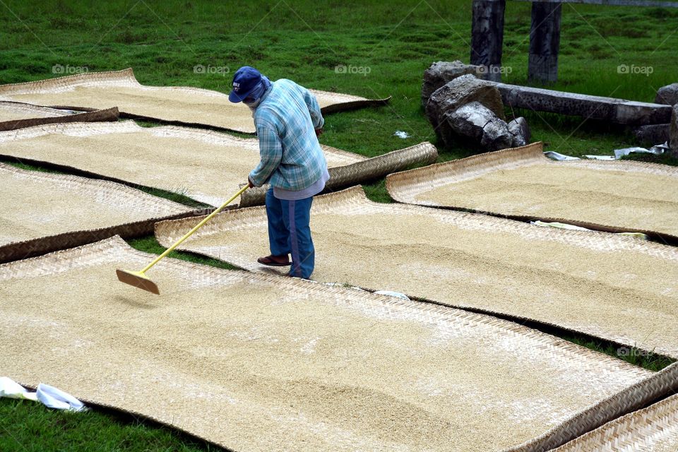 rice farmer. rice farmer in the philippines tending to his harvested rice