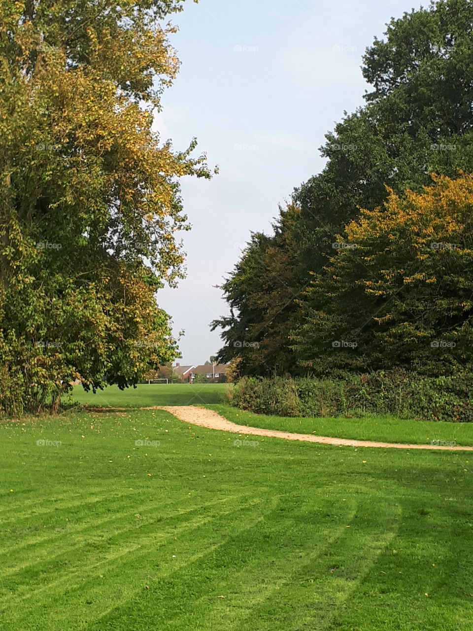 No Person, Grass, Landscape, Tree, Outdoors