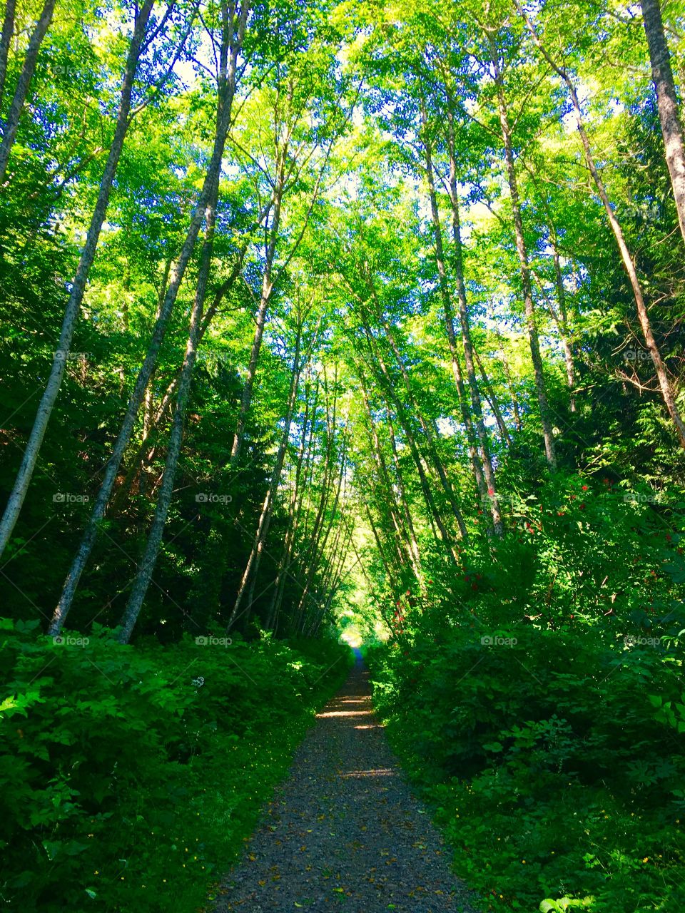 Hiking Trail, Kitsap Peninsula 