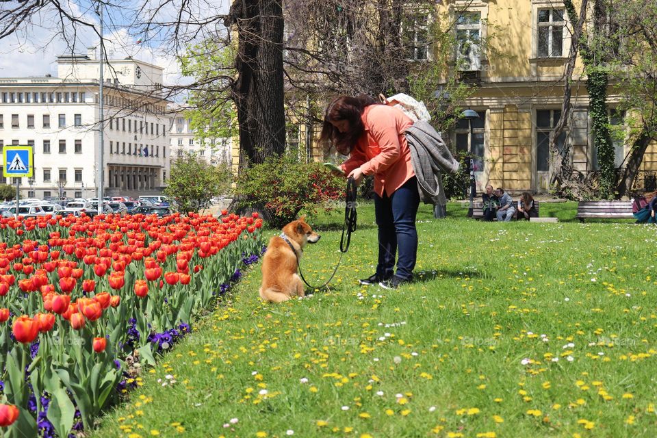 Taking a photo of a dog