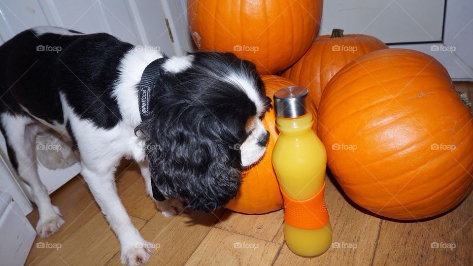 Halloween colours are black and orange!