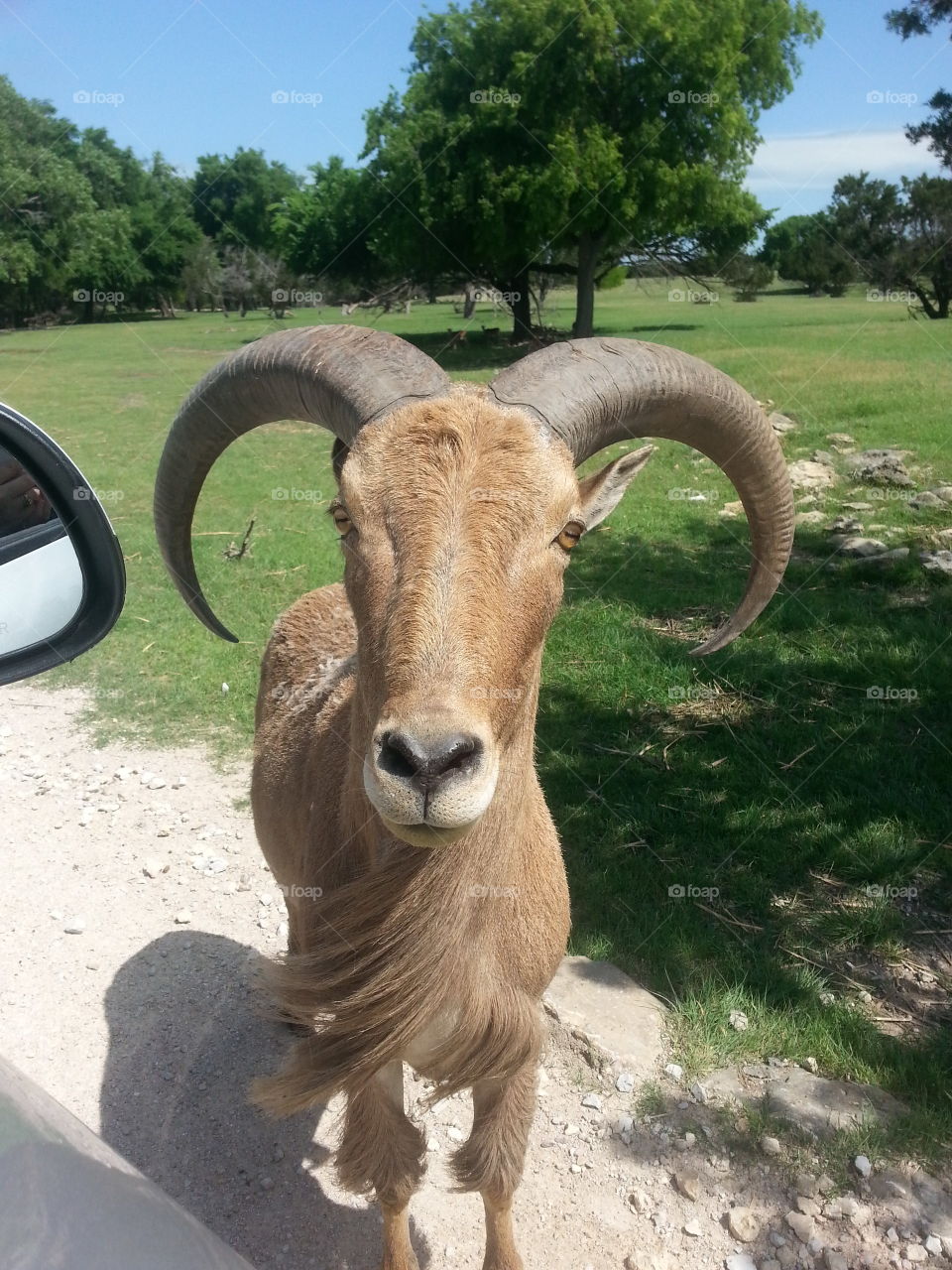 Ram. I went to the Topset zoo in Texas with a friend. you drive through and feed the animals! awesome experience. .