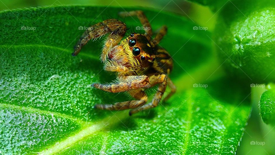 Surprised spider, Spider got surprised by the intruder, spider got surprised by seeing the camera, surprise visit