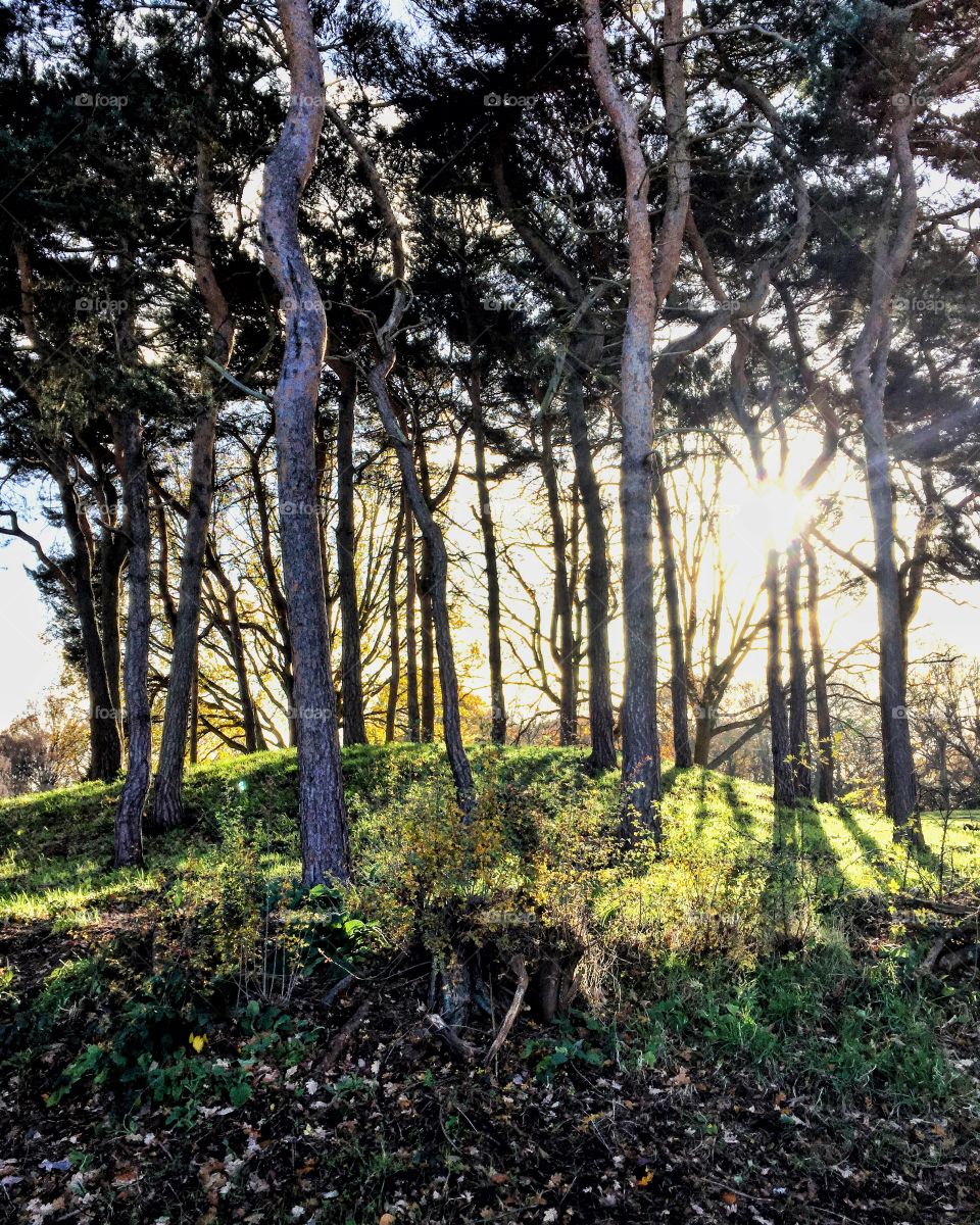 Sunlight through trees 