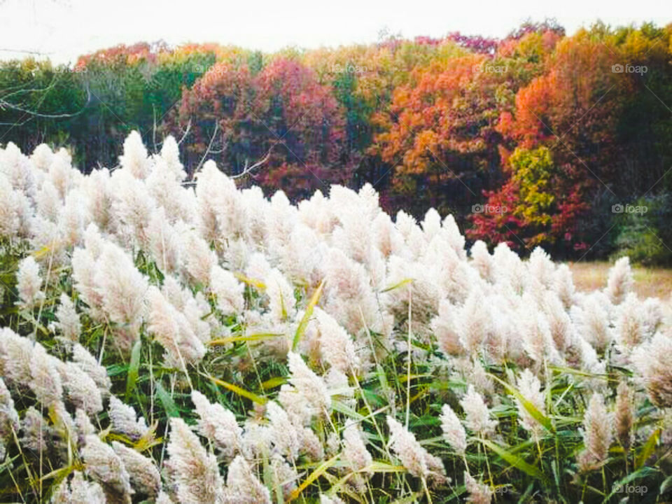 Favorite Autumn Scene