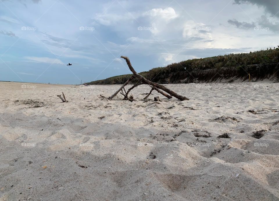 Funny animal or reptile shape of a tree branch on the beach representing a beach vacation with the shape looking towards the ocean with a bird flying further and a hill of tropical vegetation, bushes and plants.