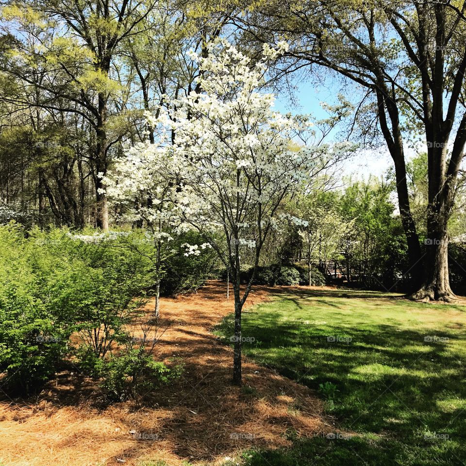 Dogwood tree blooming in spring 