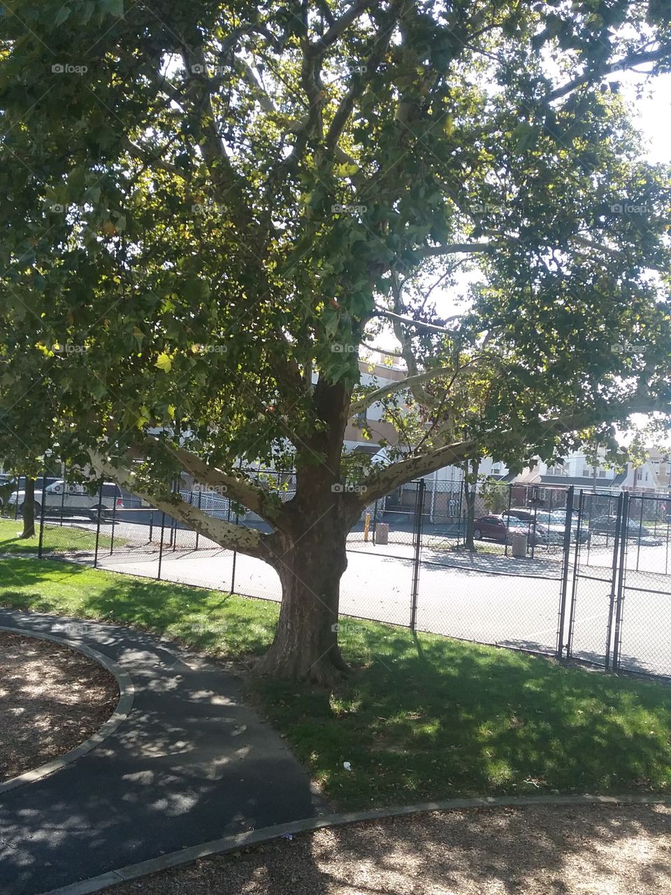 Cool Maple Tree at playground