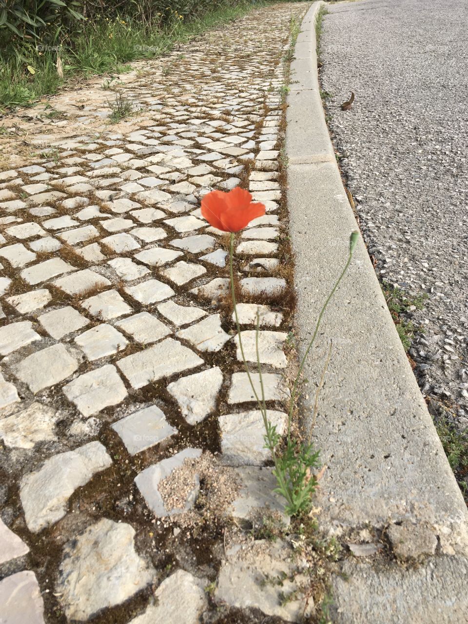 Lonely poppy among pavement 
