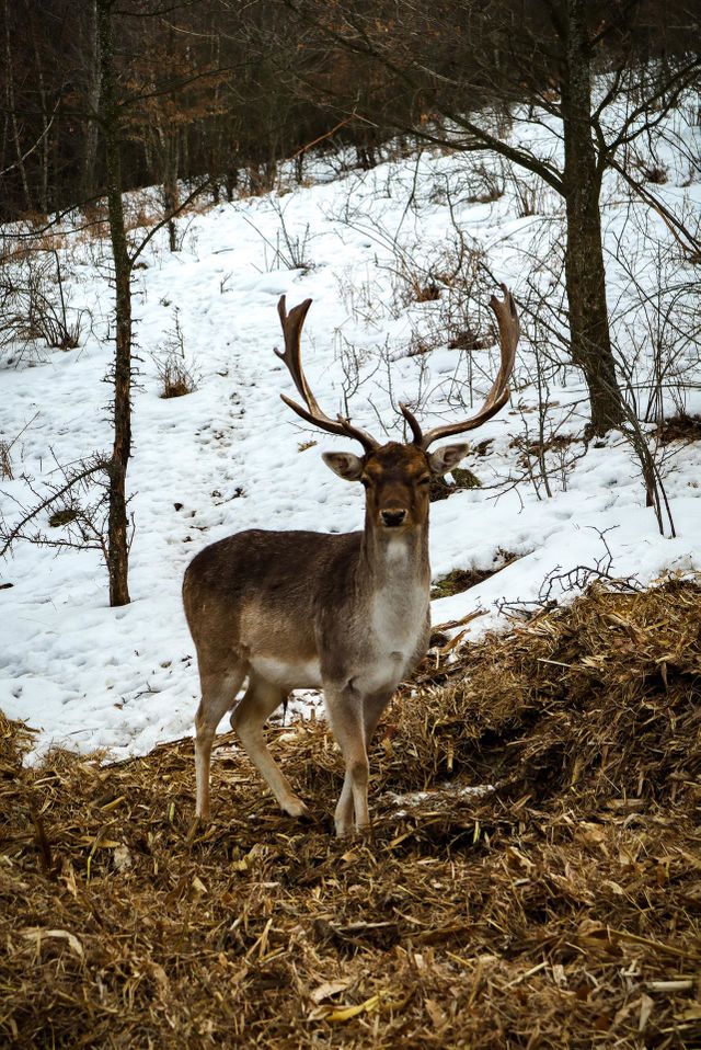 beautiful deer