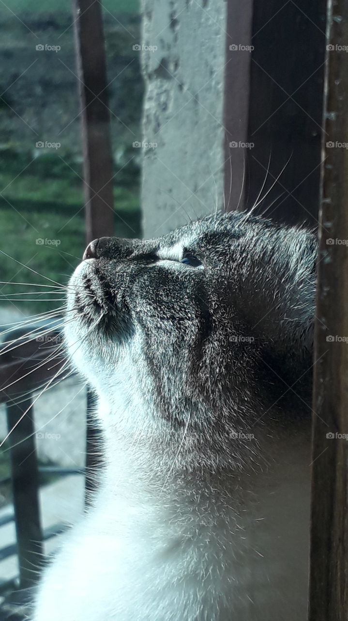 my cat enjoying the sun