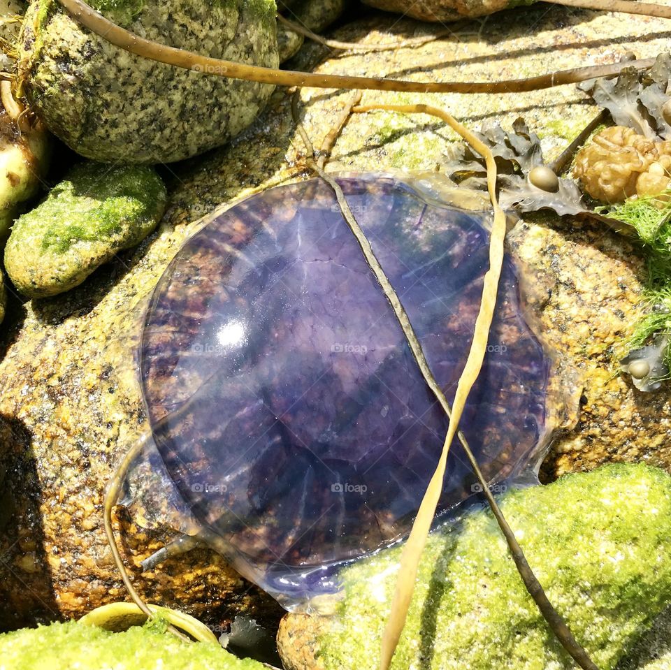 Purple jellyfish on the rocks 