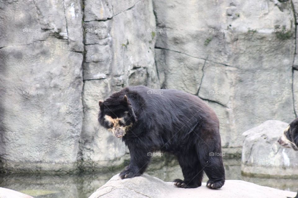 Spectacled bear