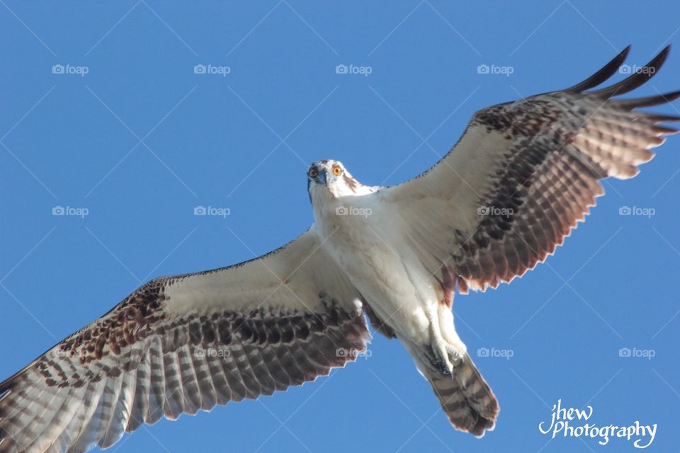 Osprey- swooped down to take a look at me!