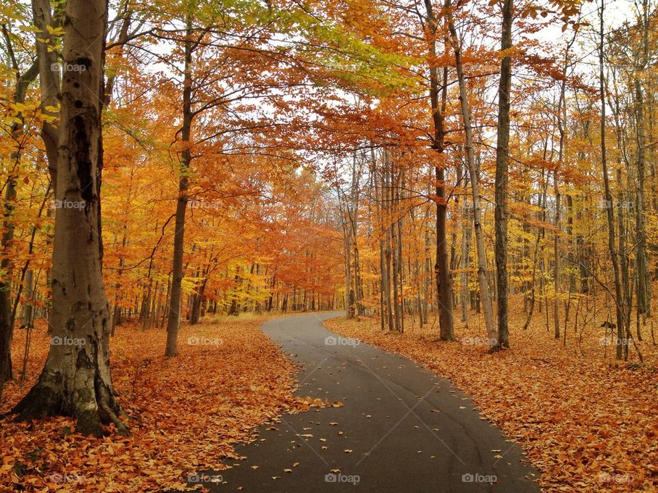 View of forest during autumn