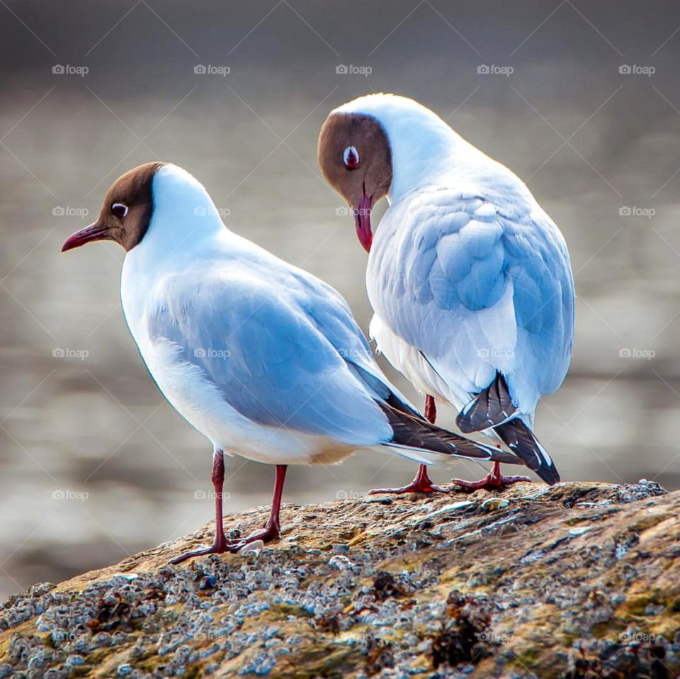 Brown-headed Gull