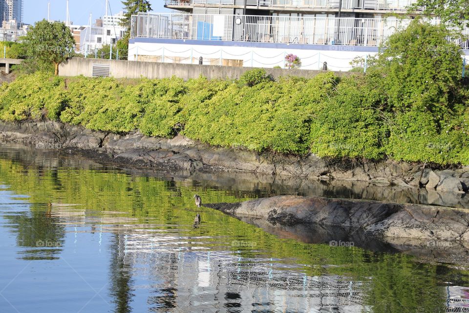 Bushes by the water