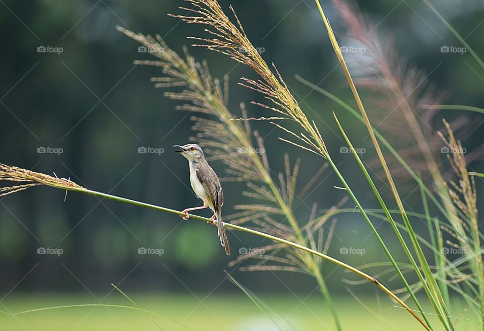 Plain prinia