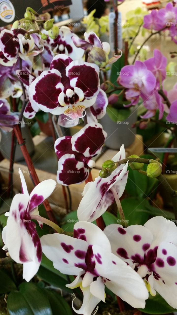 Orchids