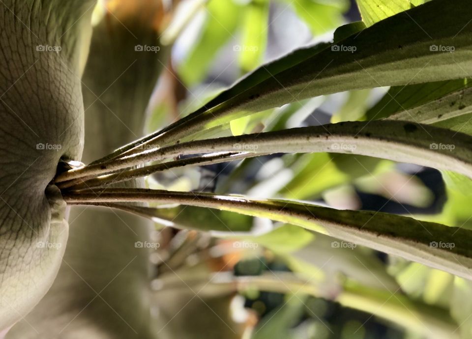 Staghorn Fern