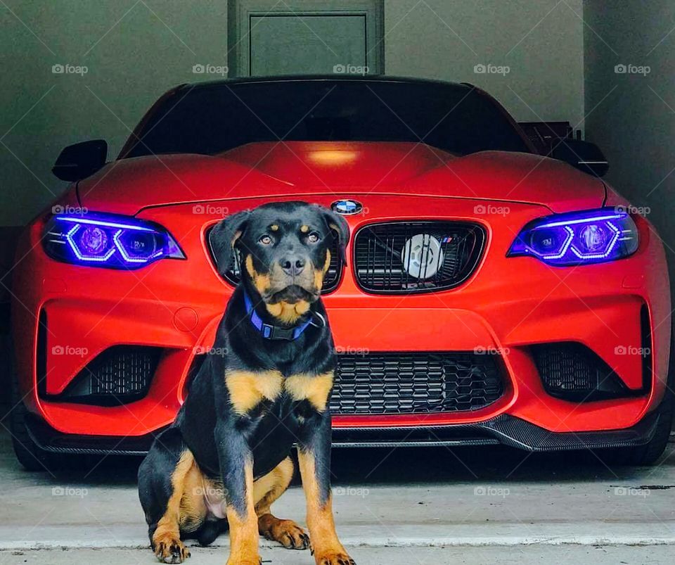 Car with Dog