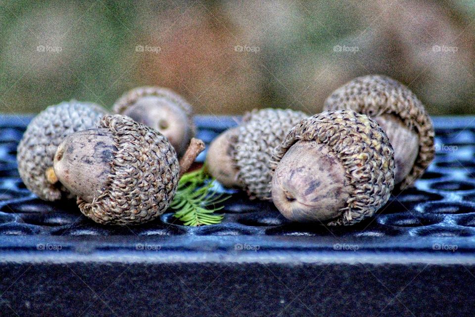 Very large acorns 