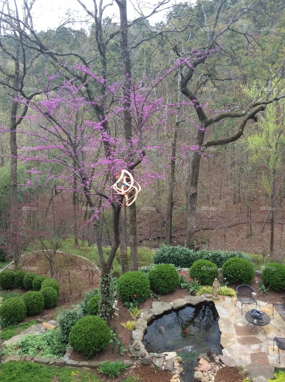 Where the Red Bud grows