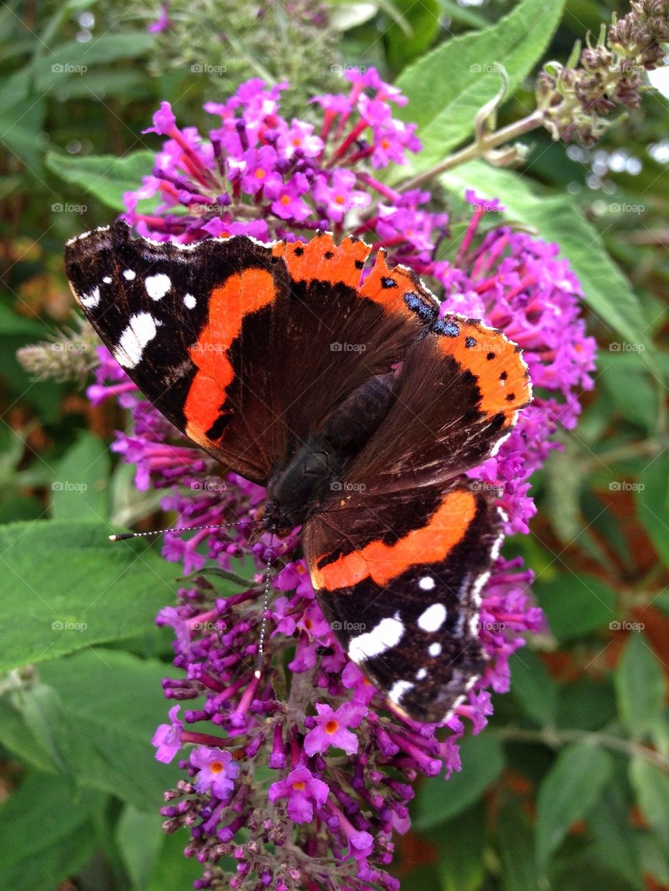 Butterfly on a flower