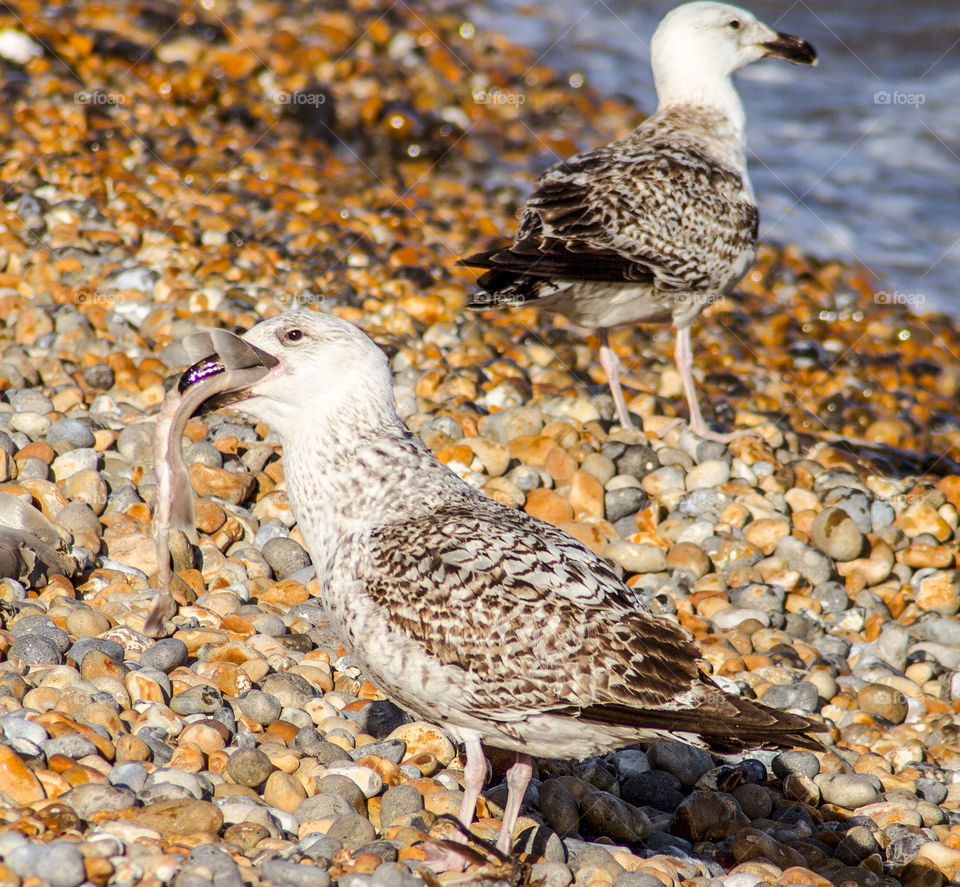 A young seagull on a pebbled beach, with a fish in its mouth