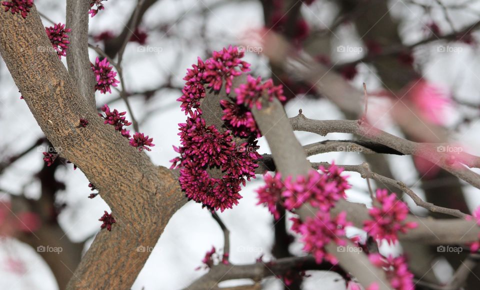 Judas tree (Eastern redbud) with magenta spring buds 