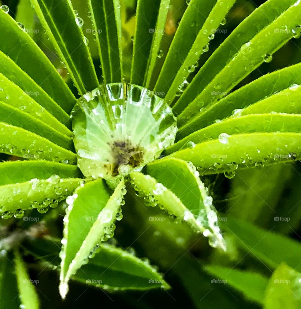 Water droplet on plant