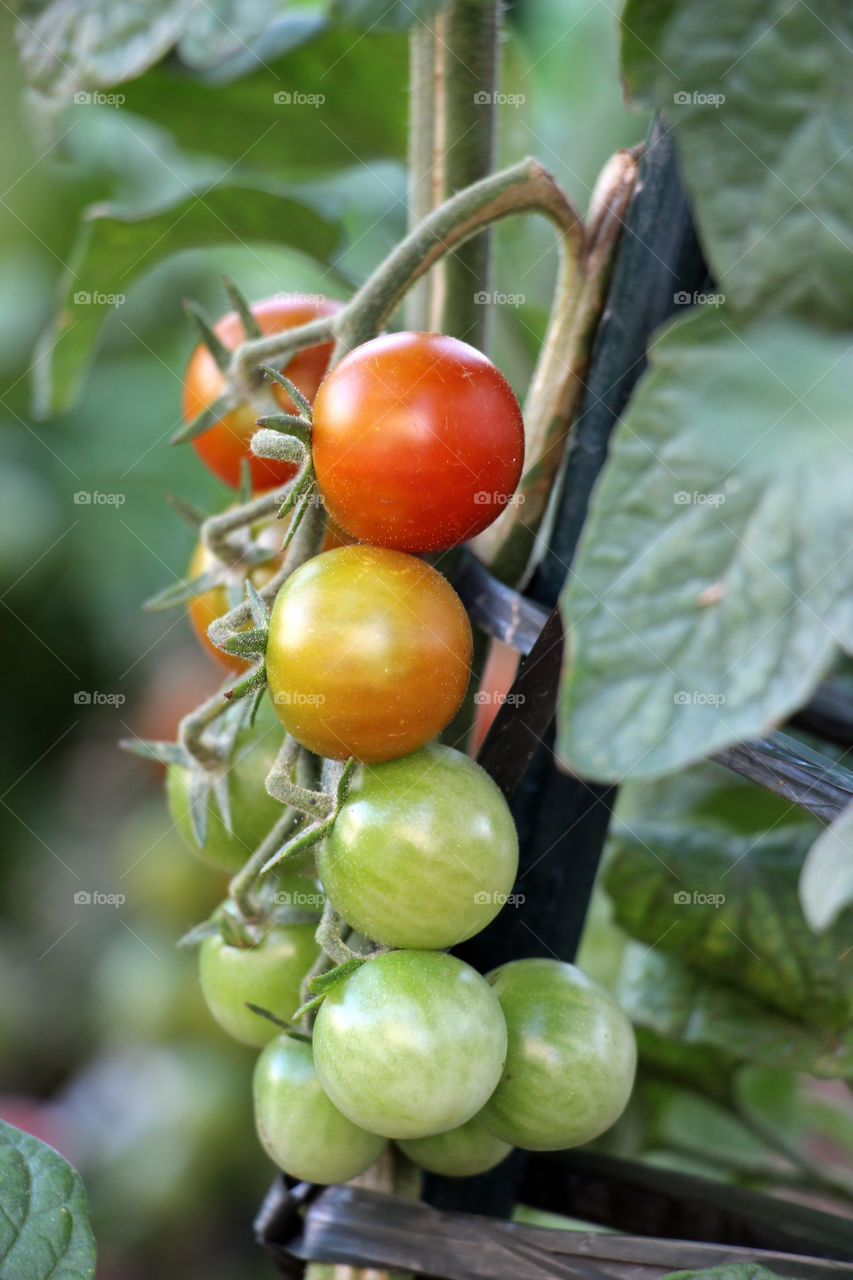 Tomatoes