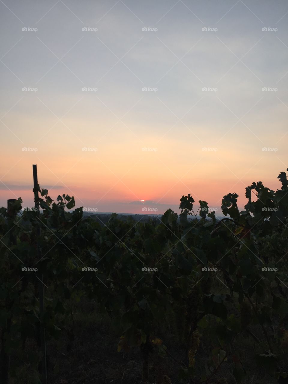 Vine sunset