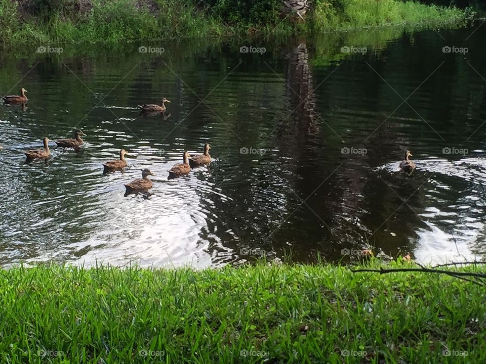 Ducks in Pond 