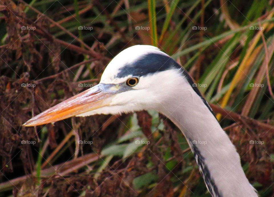 Heron