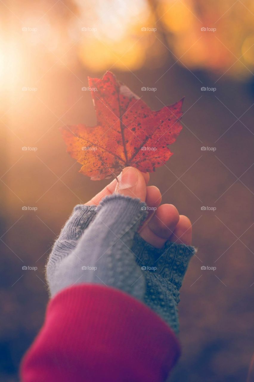 Fall, Outdoors, Winter, Leaf, Nature