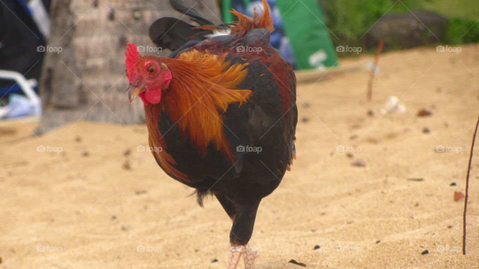 Rooster on the beach